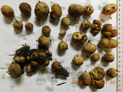 Lycoperdon nigrescens