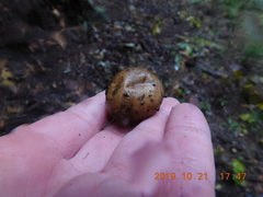 Lycoperdon nigrescens