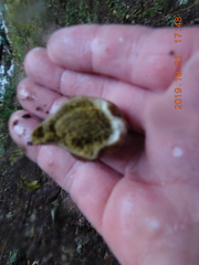 Lycoperdon nigrescens