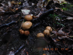 Lycoperdon nigrescens