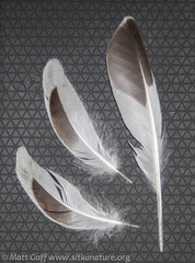 Arenaria melanocephala