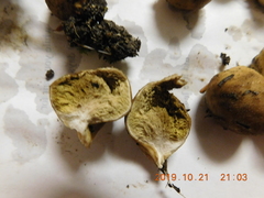 Lycoperdon nigrescens