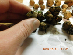 Lycoperdon nigrescens