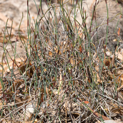 Lepidobolus drapetocoleus