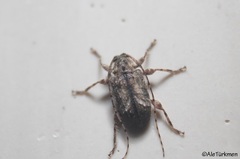 Leptostylus