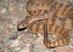 Crotalus tigris