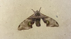 Daphnusa ocellaris