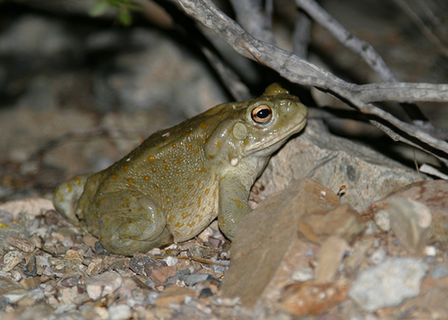 Sonoran Desert Toad