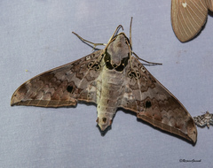 Ambulyx canescens