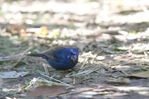 Ultramarine Grosbeak (Cyanoloxia brissonii), photo 10