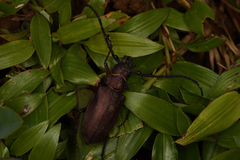 Priotyrannus mordax