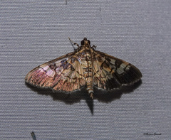 Nomophilini