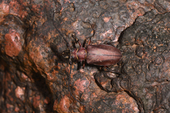 Priotyrannus mordax