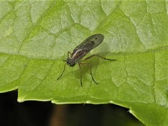 Tetrachaetus bipunctatus