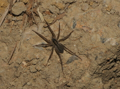 Pardosa laura