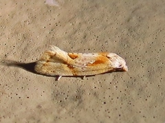 Aethes seriatana