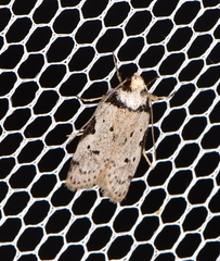 Philobota thiocrossa