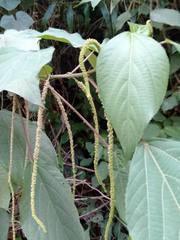 Acalypha amentacea