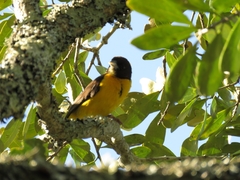 Ploceus bicolor bicolor