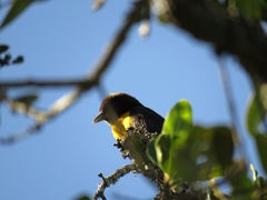 Ploceus bicolor bicolor