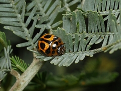 Peltoschema oceanicum