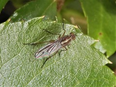 Tetrachaetus bipunctatus