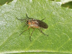 Tetrachaetus bipunctatus