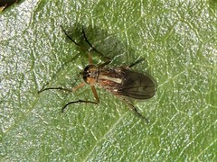 Tetrachaetus bipunctatus