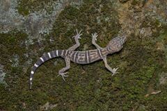 Yingde Leopard Gecko photo 3