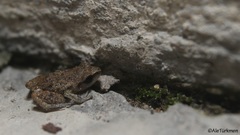 Eleutherodactylus pallidus