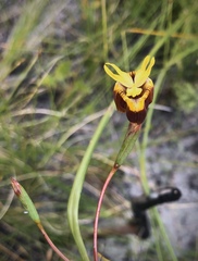 Moraea inconspicua