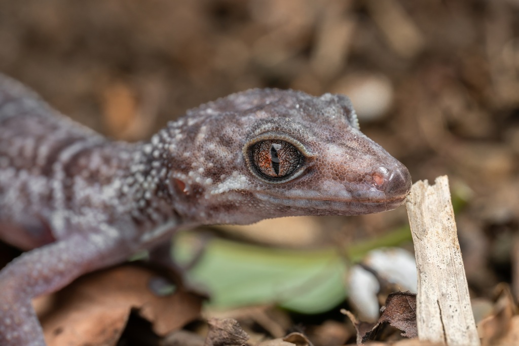 Nanling Leopard Gecko