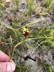 Moraea inconspicua