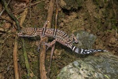 Yingde Leopard Gecko photo 4