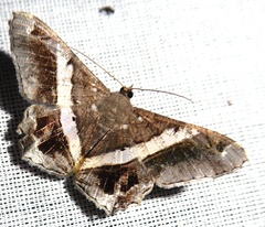 Chiasmia nora