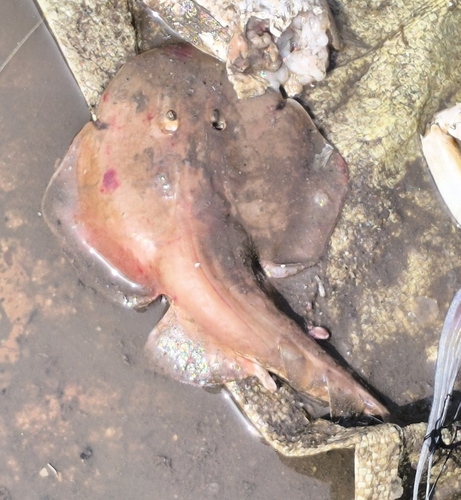 Blackspotted numbfish (Narcine timlei) — Narcinidae — 5