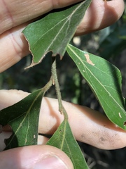 Cryptocarya triplinervis pubens