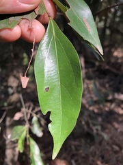 Cryptocarya triplinervis pubens
