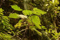 Dendrocnide moroides