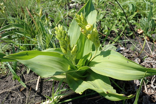 Broad-leaved hypoxis (Hypoxis colchicifolia)