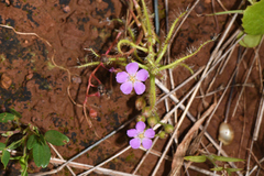 Drosera indica