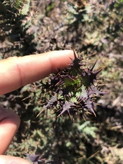 Berkheya cruciata