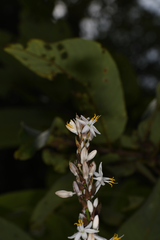 Chlorophytum glaucum