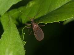 Opistoplatys majusculus