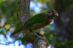 Ailuroedus maculosus