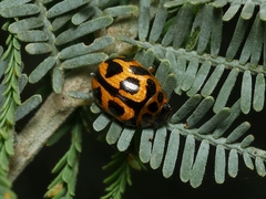 Peltoschema oceanicum
