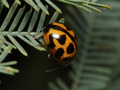 Peltoschema oceanicum