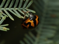 Peltoschema oceanicum