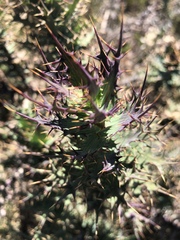 Berkheya cruciata