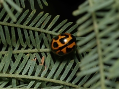 Peltoschema oceanicum